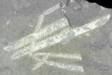 Fossil Graptolite Cluster (Didymograptus) - Great Britain #103459-1